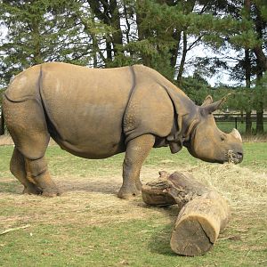Asian Rhino