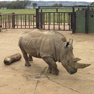White Rhino