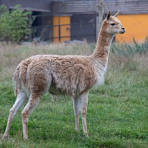 Vicuna : Twycross : 19 Sep 2014