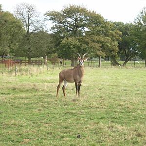 Roan Antelope