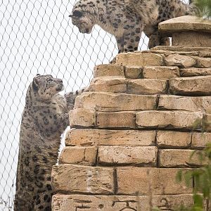 Snow leopards : Twycross : 19 Sep 2014