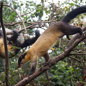 Yellow-throated martens : Twycross : 19 Sep 2014