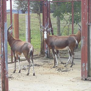 Blesbok