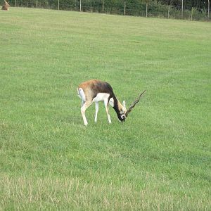 Blackbuck