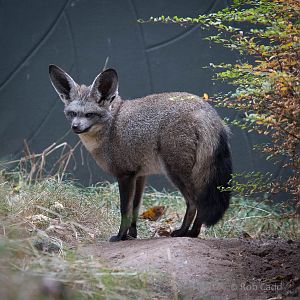 Bat-eared fox : Twycross : 19 Sep 2014