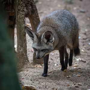 Bat-eared fox : Twycross : 19 Sep 2014