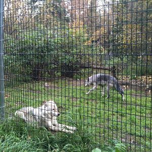 Grey Wolf Exhibit
