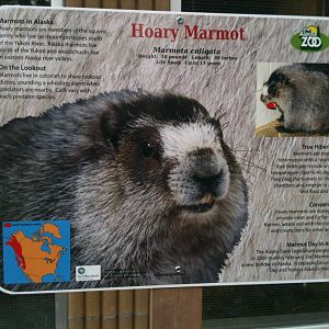 Hoary Marmot Educational Sign