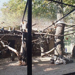 Patagonian Conure Exhibit
