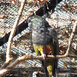 Patagonian Conure