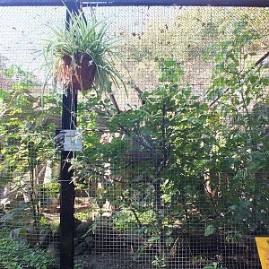 Outdoor Aviary Example