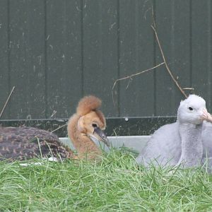 Young Crowned and Blue cranes