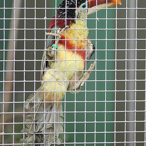 Curl-crested aracari