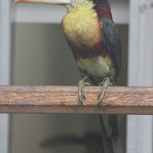 Curl-crested aracari