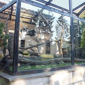 Celebes Crested Macaque exhibit