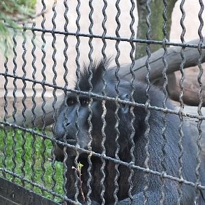 Celebes Crested Macaque