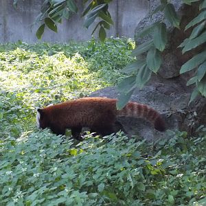 Red panda