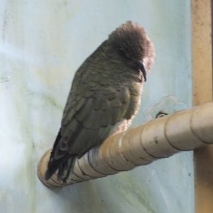 Kea sleeping