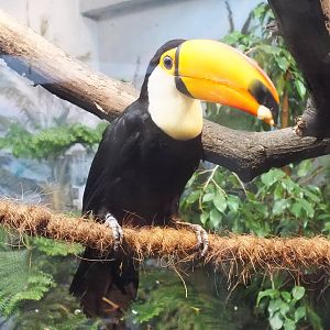 Toco toucan