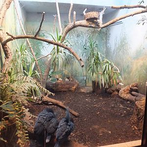 Victoria crowned pigeons
