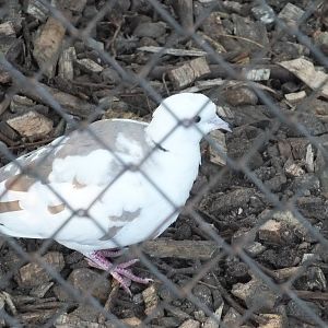 Strange collared dove colour
