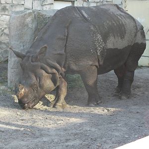Indian rhino