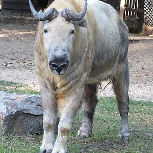 Sichuan Takin