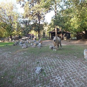 Sichuan Takin Exhibit