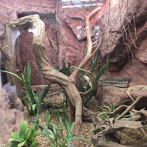 Australian Lizard Exhibit