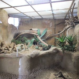 Sonoran Desert lizard exhibit