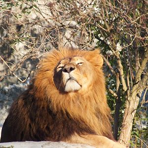 Lion enjoying the sunlight