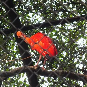 Scarlet ibis