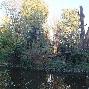 Black and white ruffed lemur exhibit