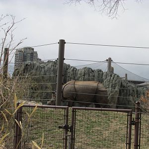 Elephant Passage - Indian Rhino