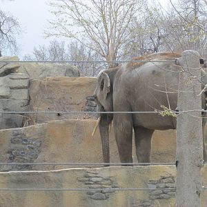 Elephant Passage - Asian Elephant