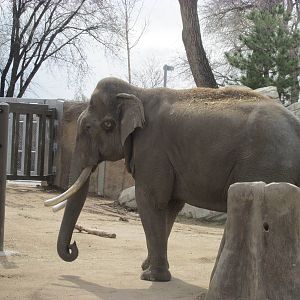 Elephant Passage - Asian Elephant