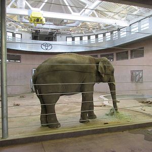 Elephant Passage - Elephant Indoors