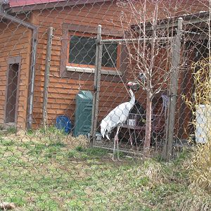 Elephant Passage - Sarus Crane