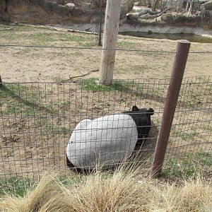 Elephant Passage - Malayan Tapir