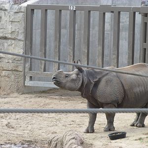 Elephant Passage - Indian Rhino