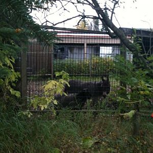 Jacobs Sheep and Donkey