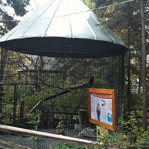 Red-tailed Hawk Exhibit