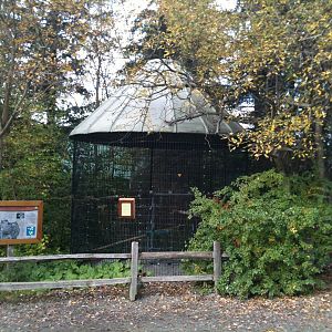 Northern Goshawk Exhibit