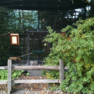 American Red Squirrel near Goshawk Exhibit