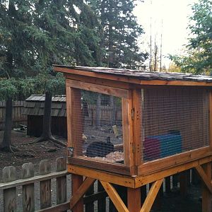 Domestic Rabbit Exhibit