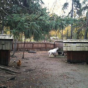 Farmyard Exhibit featuring Domestic Goats and Chickens.