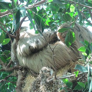 Bird World - Sloth