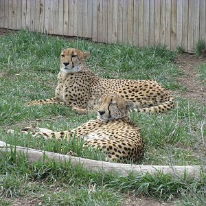 Cheetahs