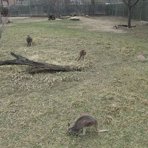 Kangaroo Exhibit