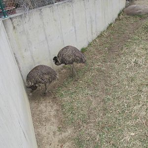Emus